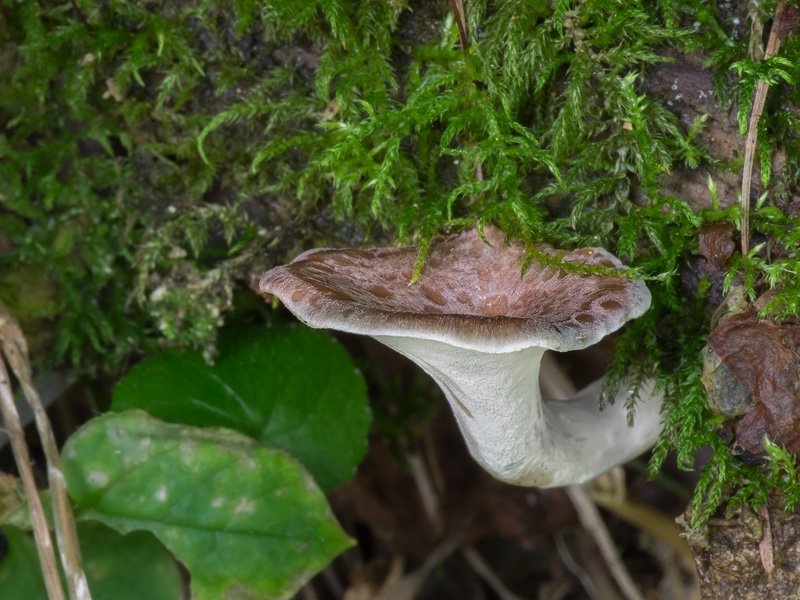 Polyporus tubaeformis